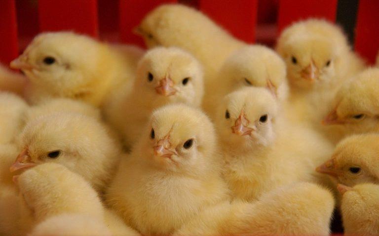 دلیل افزایش قیمت جوجه یکروزه چه بود؟ نرخ واقعی چقدر است؟